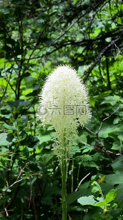 beargrass,白花,野生花卉