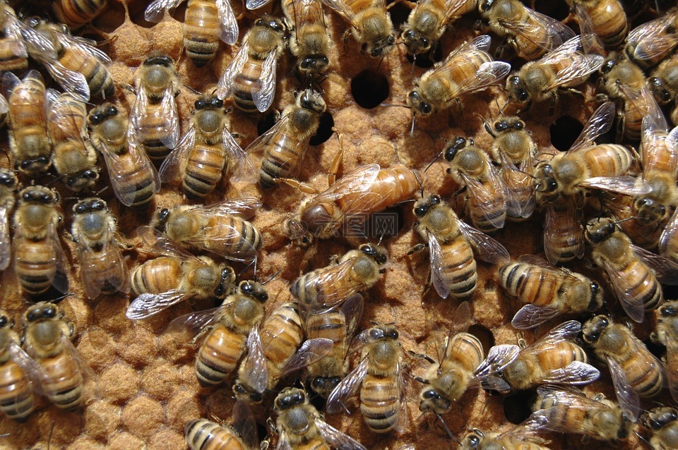 女王蜂,蜂巢,蜜蜂