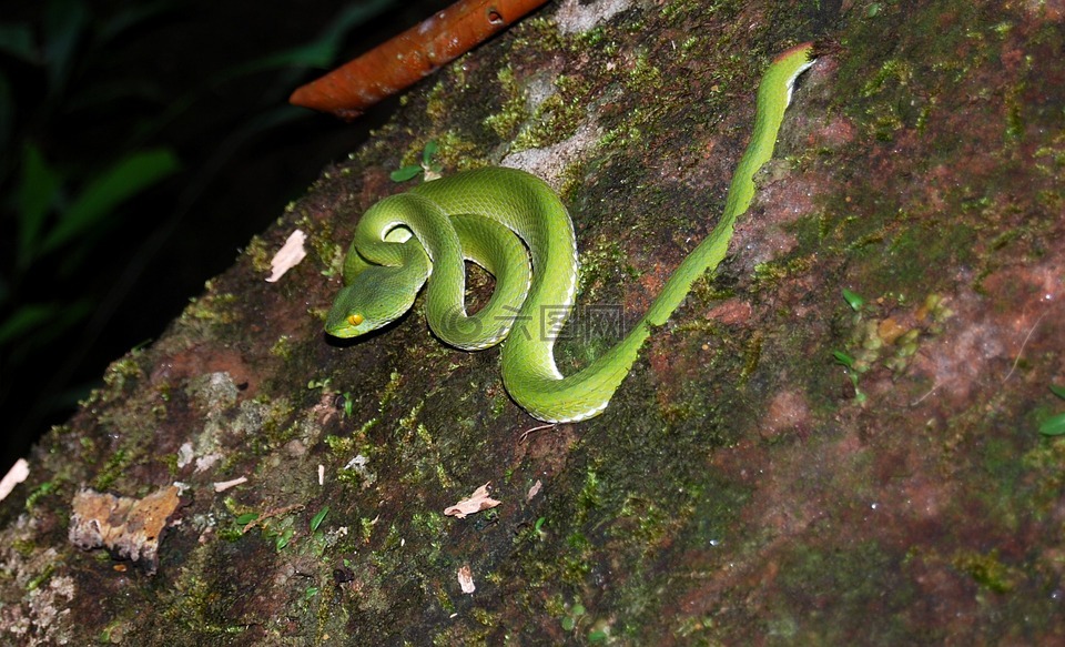 蛇,绿色,爬行动物