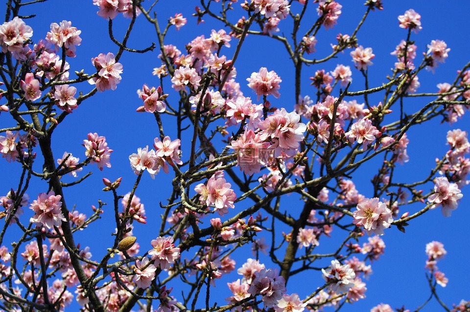 杏仁树,花白,花杏仁树