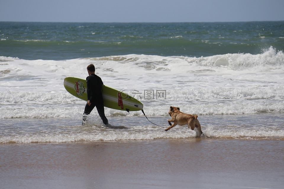 冲浪,狗,伴侣