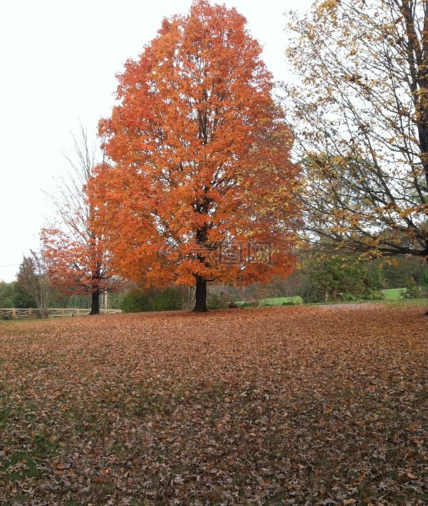槭树,秋天,红叶