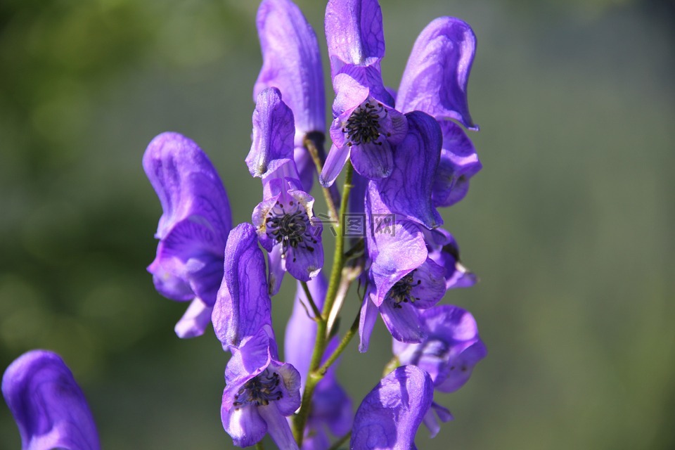 附片,野花,紫