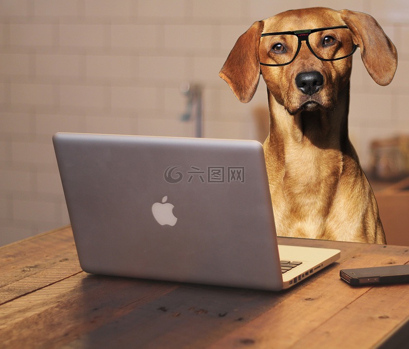 狗,笔记本电脑,计算机