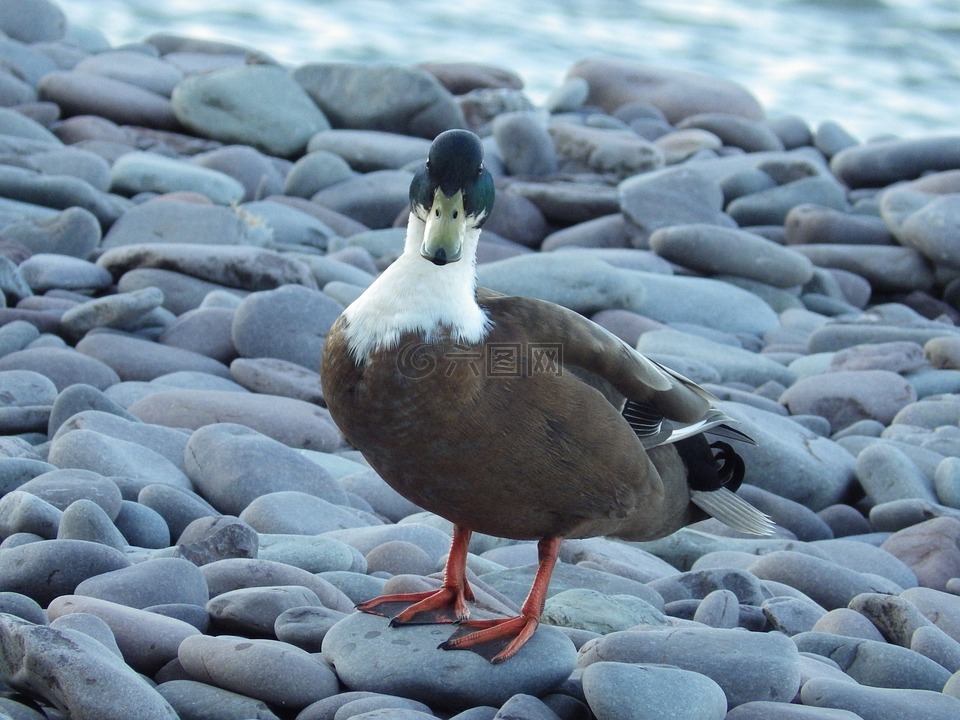 quacky 鸭,在海滩上,凉