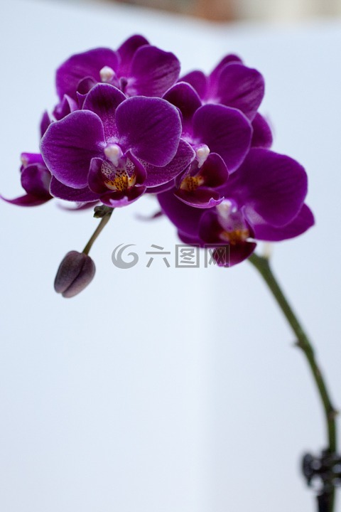 兰花,花,紫