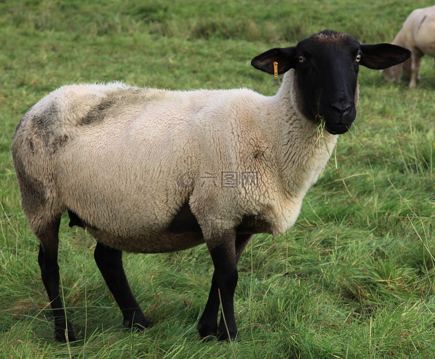 羊,羊毛,羊皮