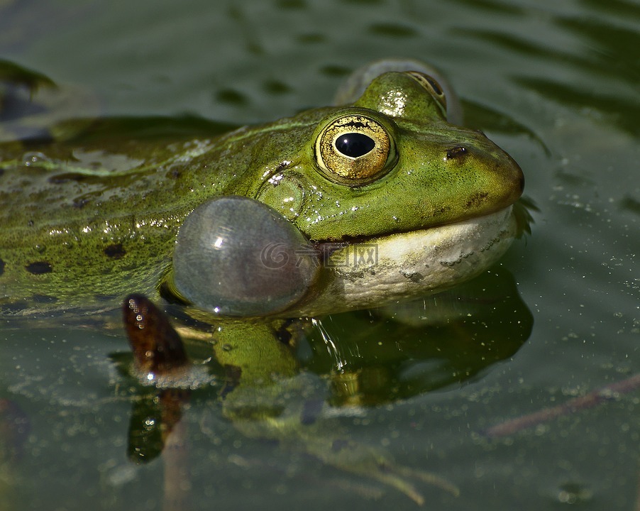 青蛙,湖,池塘