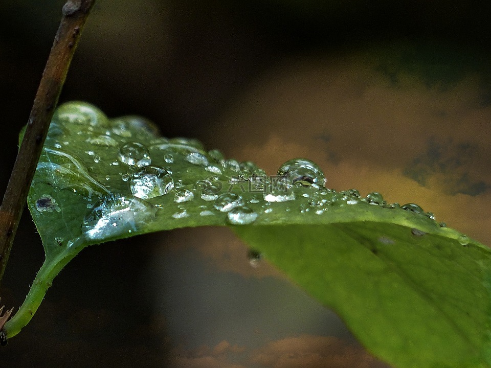 叶,清晨,雨后