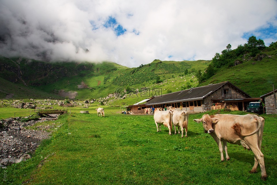 奶牛,瑞士,小行政区 glarus 的