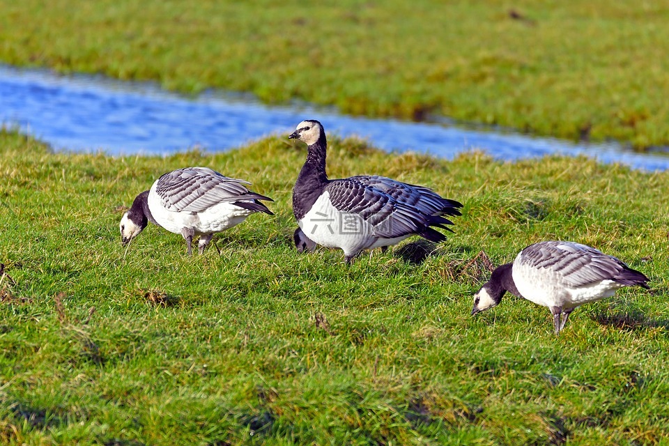 修女鹅,branta leucopsis,野鹅