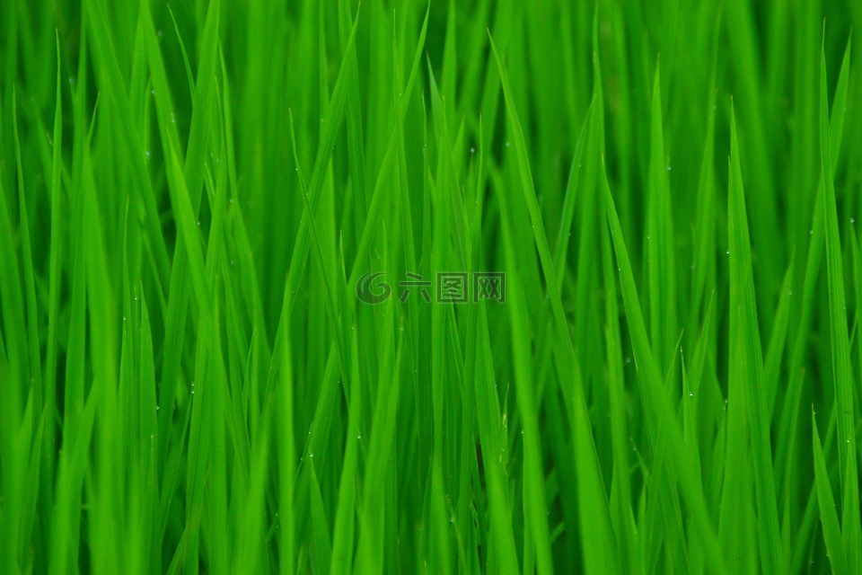 绿色,稻田,干净