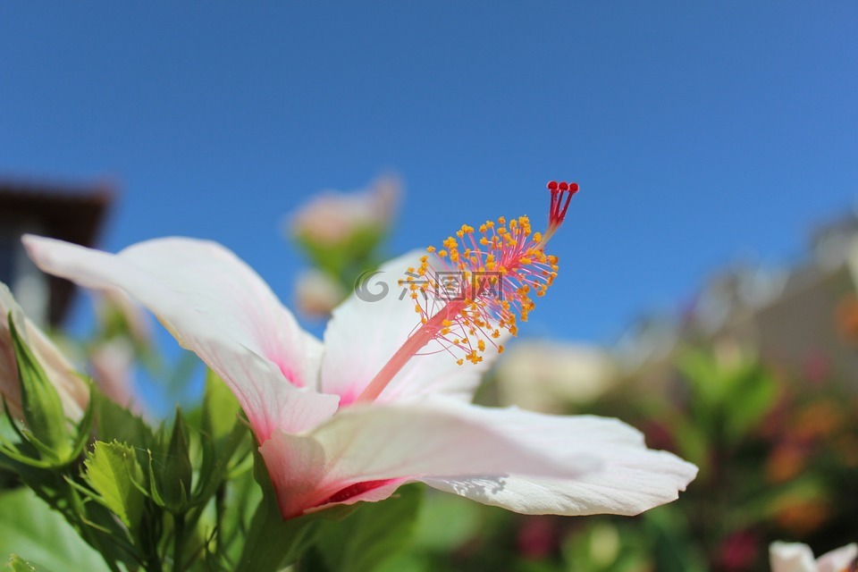 克里特岛,夏季,希腊