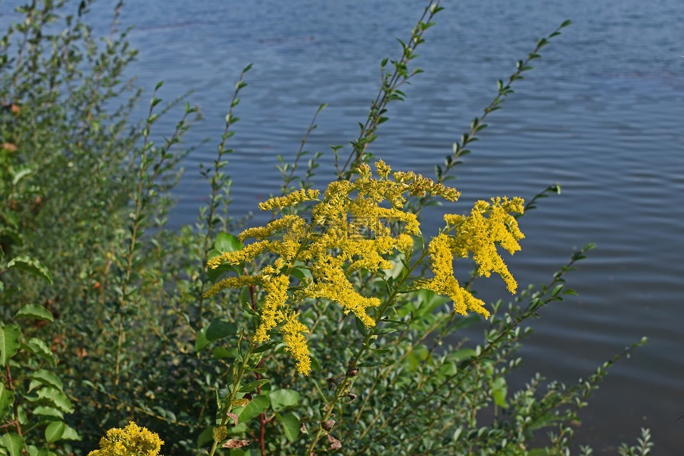 一枝黄花在湖畔,花,开花