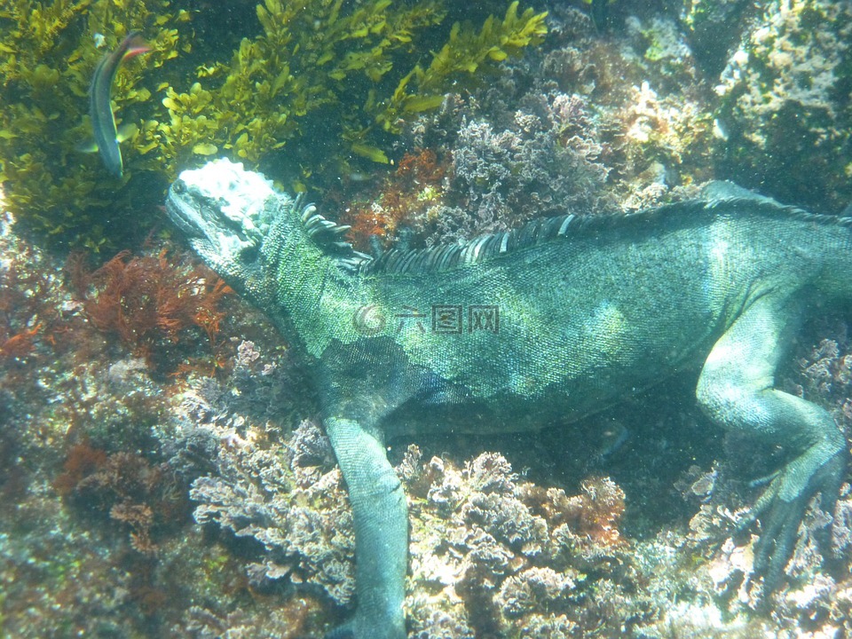 海洋鬣蜥,加拉帕戈斯,跳水