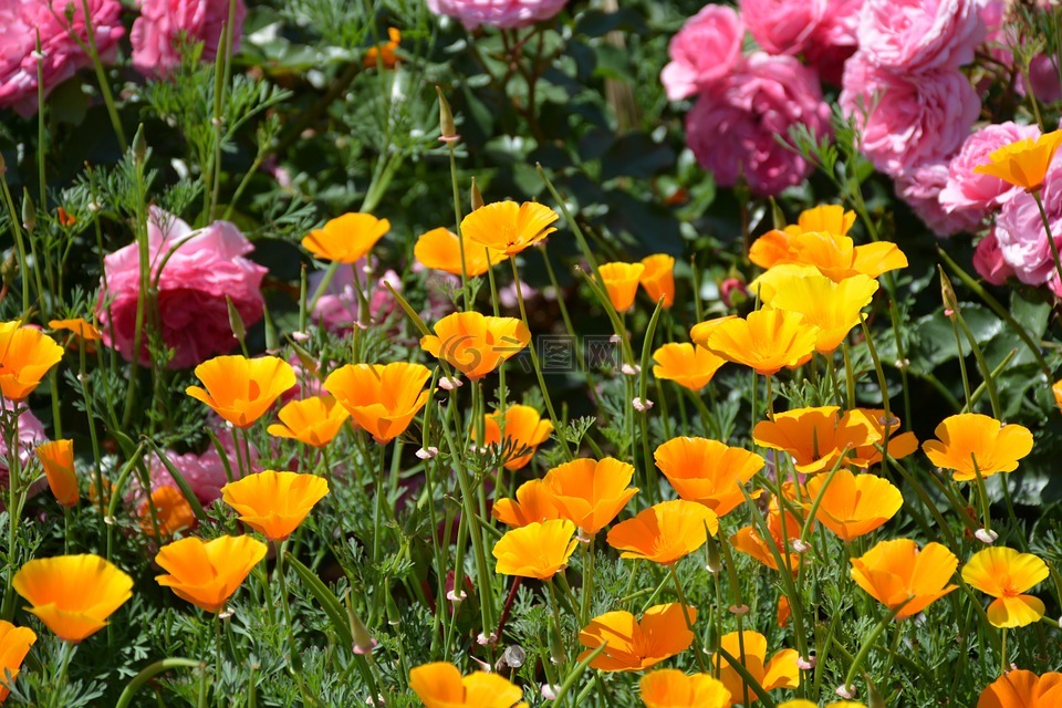 花卉园,橙花,加州罂粟