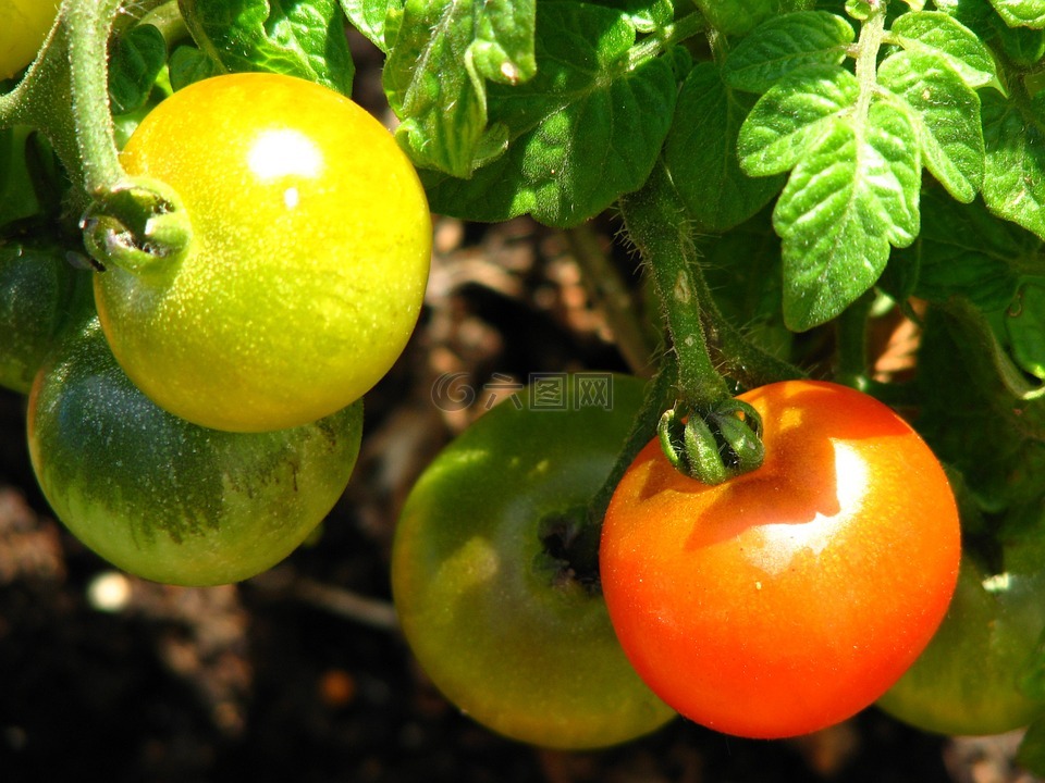 番茄,未成熟的,成熟