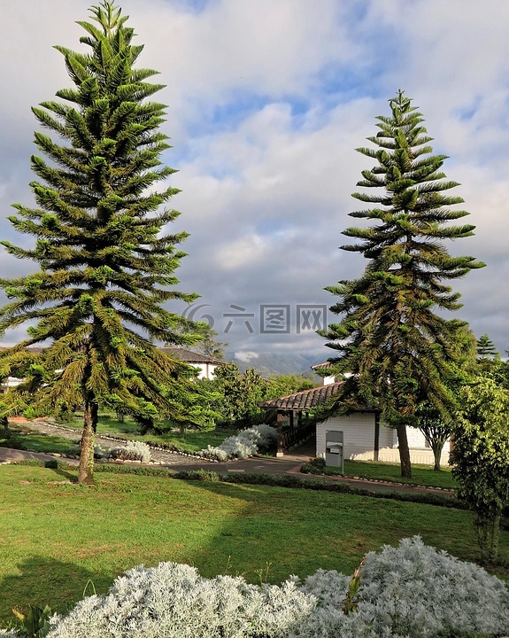 厄瓜多尔,南洋杉,针叶树