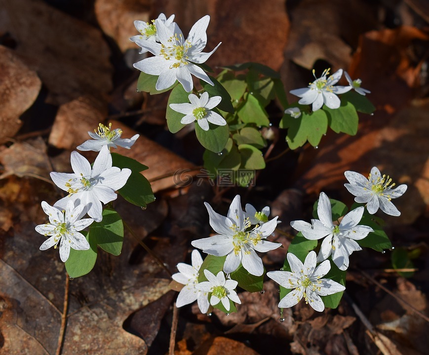 rue海葵的分组,野花,花