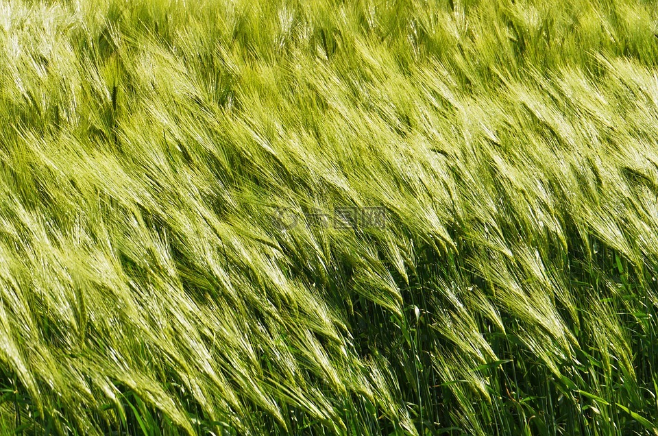 背景,大麦在风,谷物