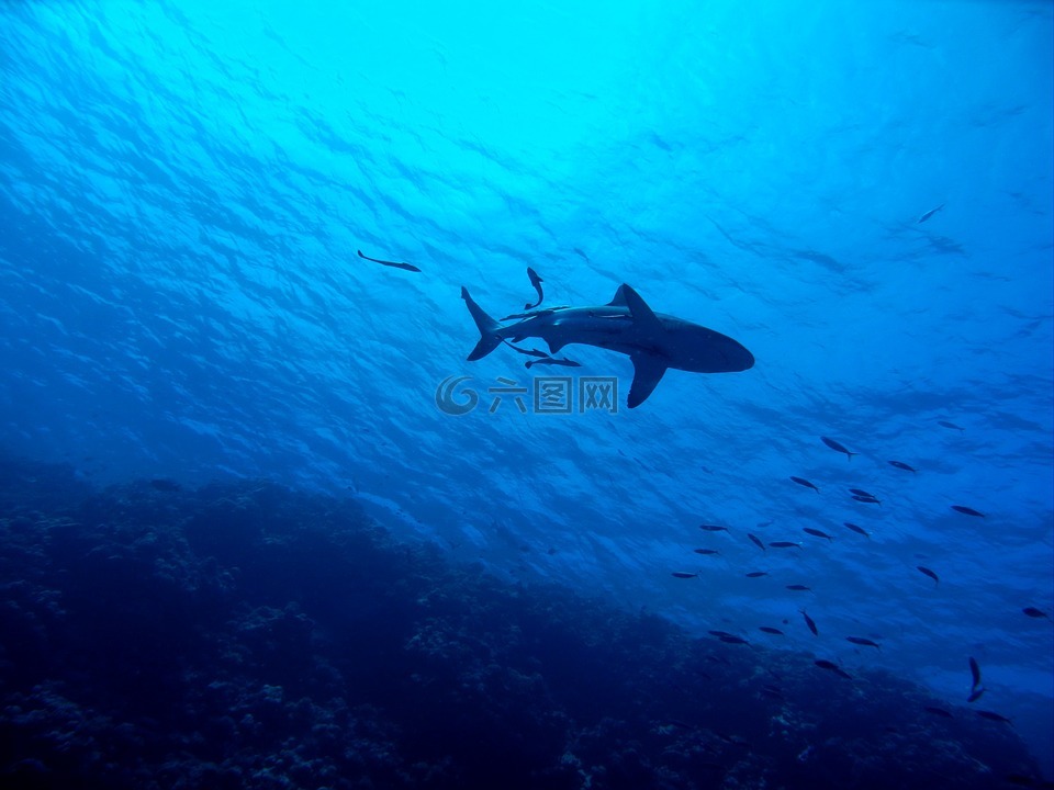 鲨鱼,大堡礁,水下