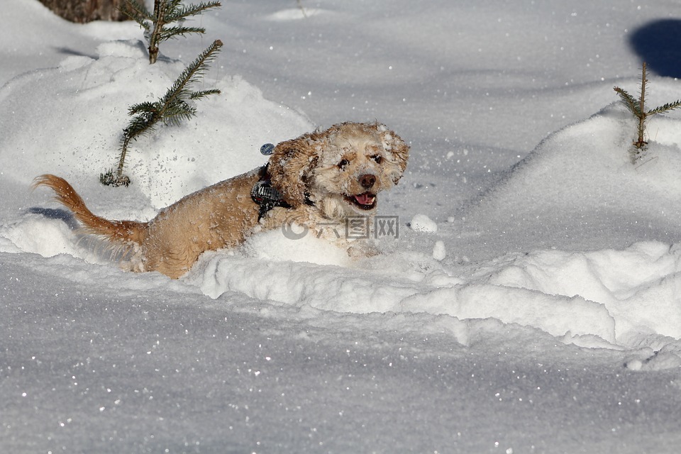 在雪中的狗,可卡犬,冬天