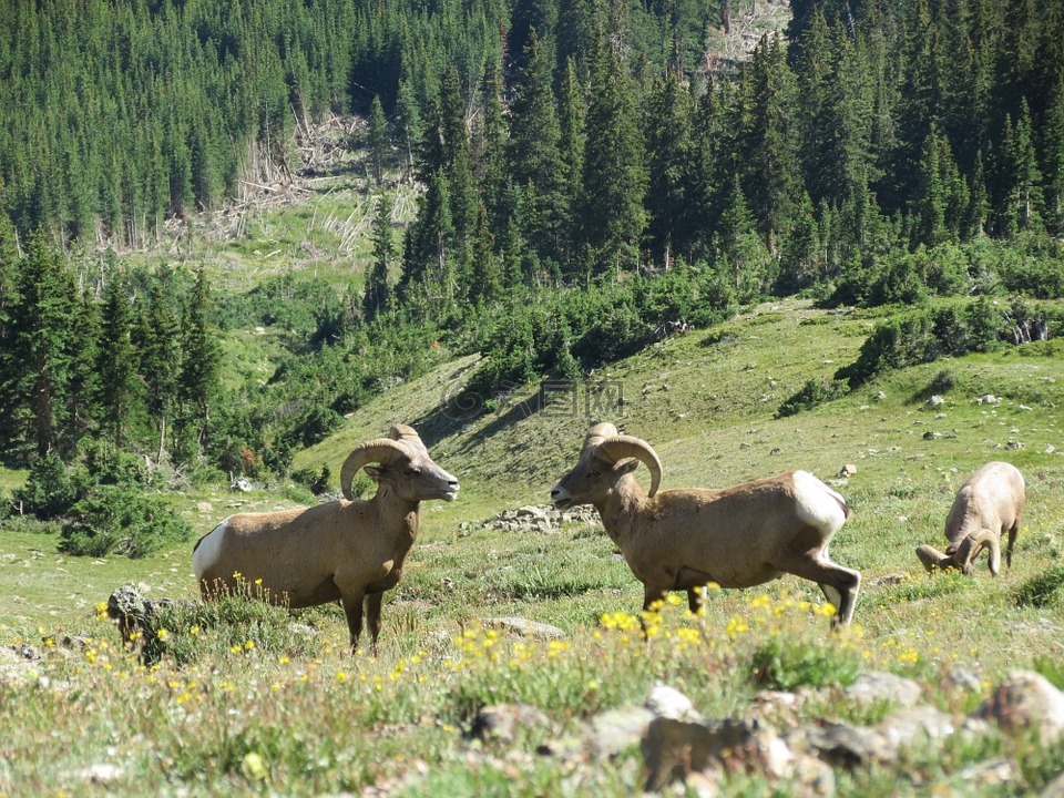 大角羊,落基山国家公园,山