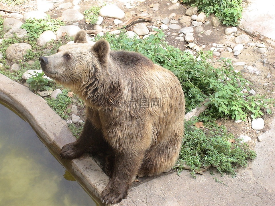 承担,棕色的熊,动物园