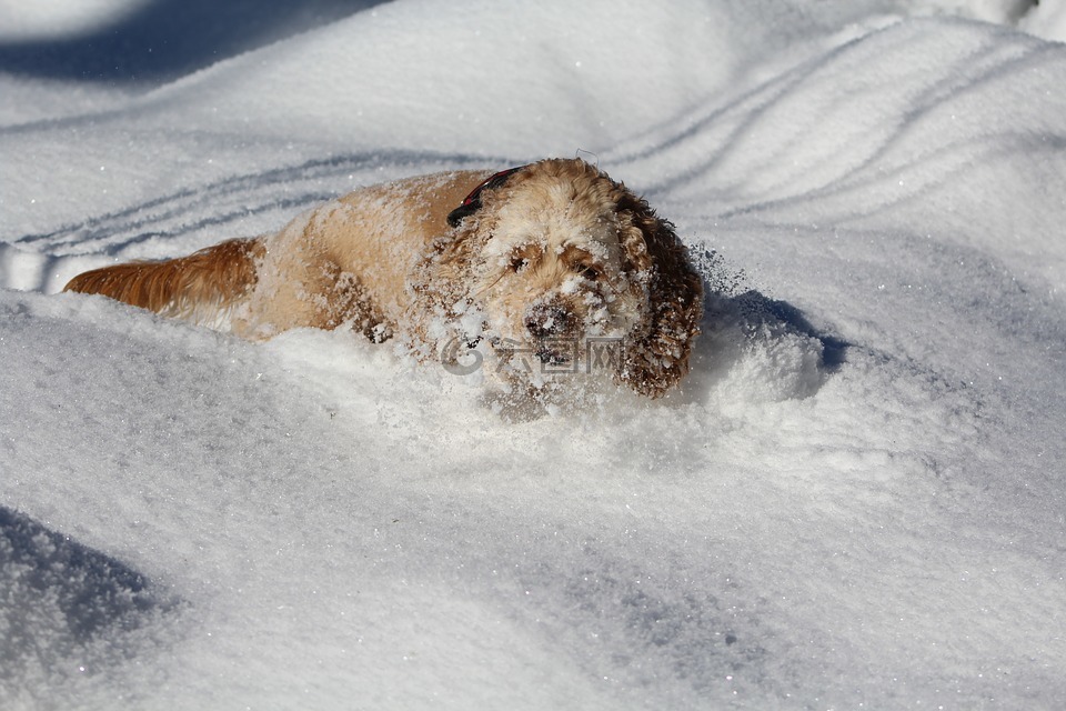 在雪中的狗,可卡犬,冬天