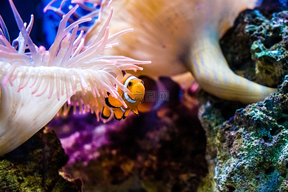 小丑鱼,anemonefish,鱼