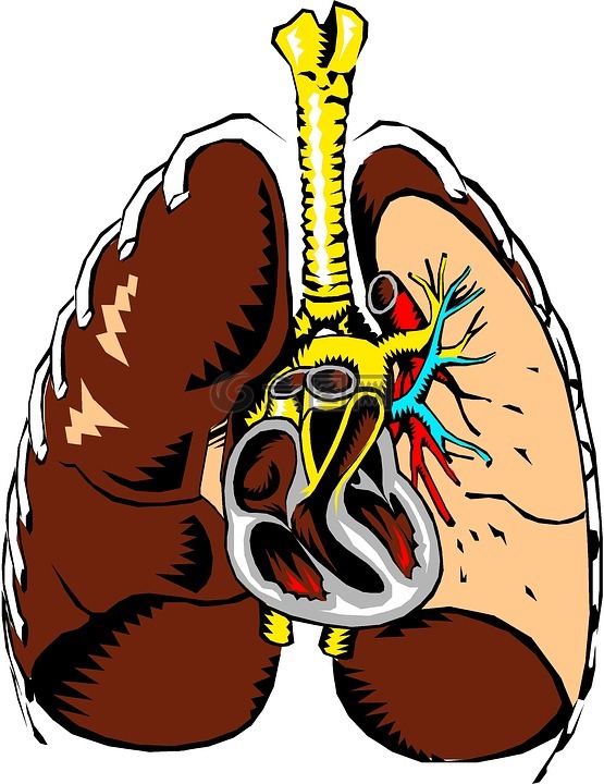 肺,心,解剖