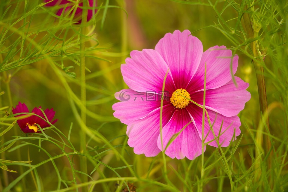 粉红色的花 宇宙 Kosmee高清图库素材免费下载 图片编号 六图网