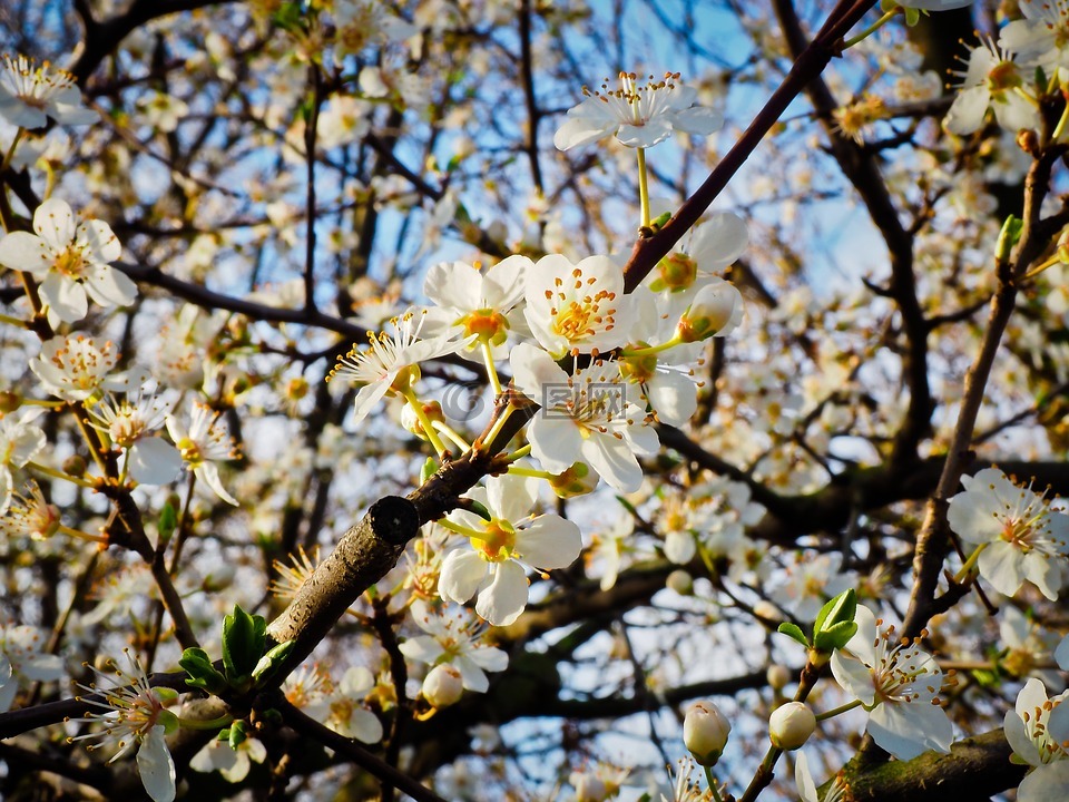 花,schlehe,春天