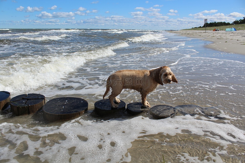 在海滩上的狗,播放,乐趣