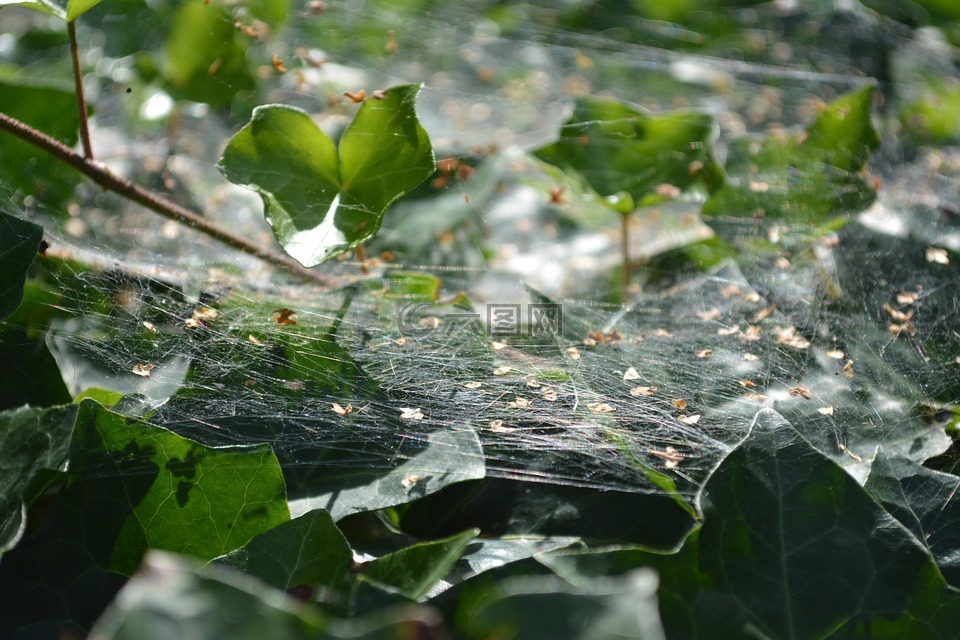 蜘蛛网,性质,绿色