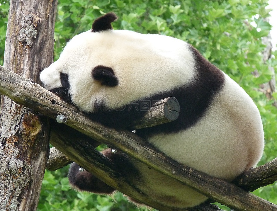 熊猫,中国,野生动物