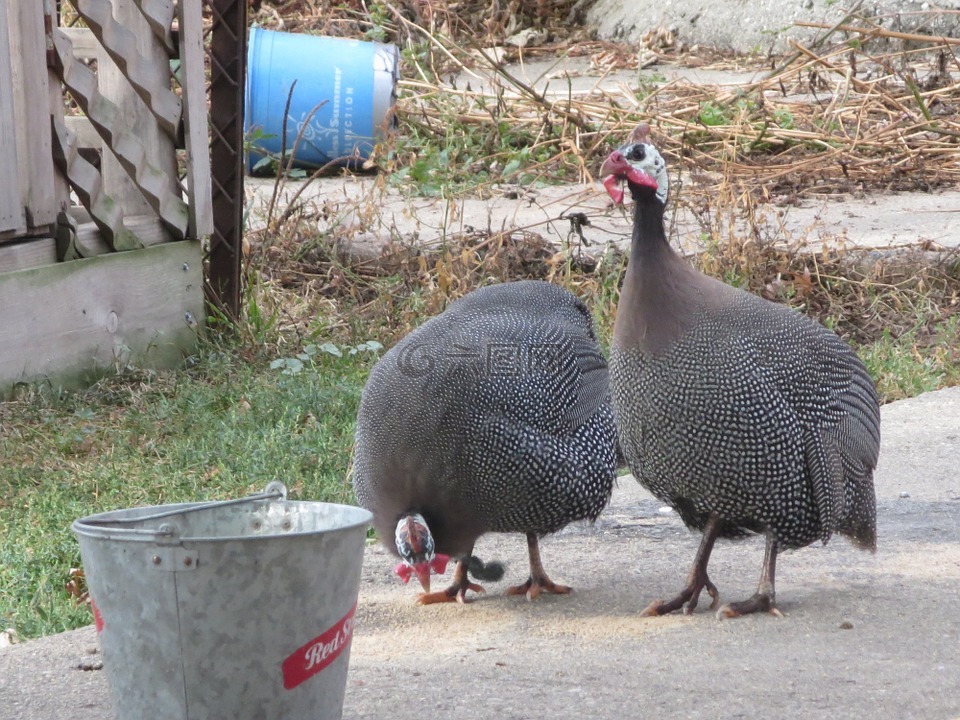 头戴钢盔的珍珠鸡,珍珠鸡,鸟