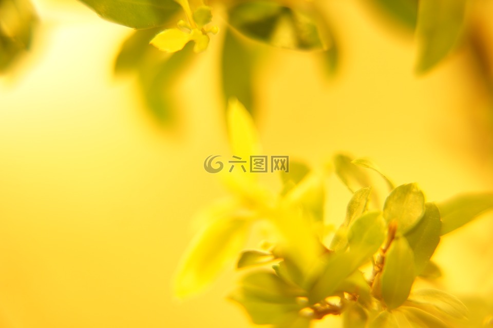 黄色,植物,叶
