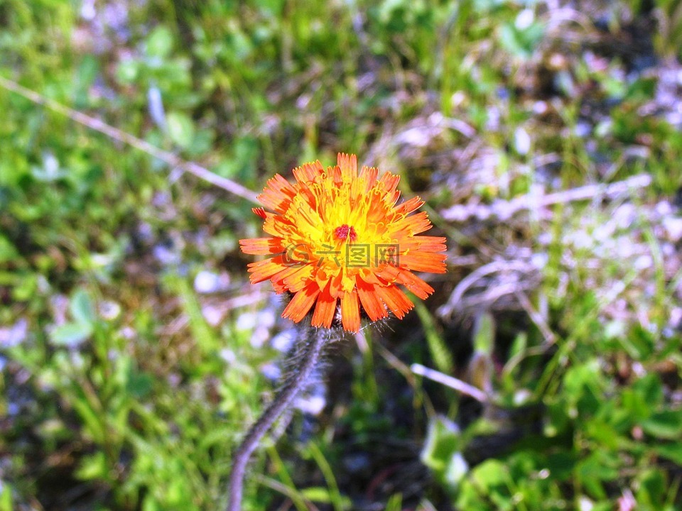 橙色 hawkweed,pilosella 蛙,鲜花