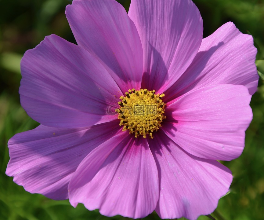 花,紫色的小花,亮粉色