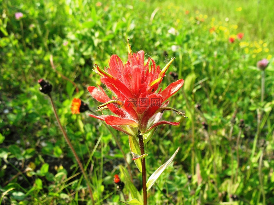 印第安画笔,castilleja 花,鲜花