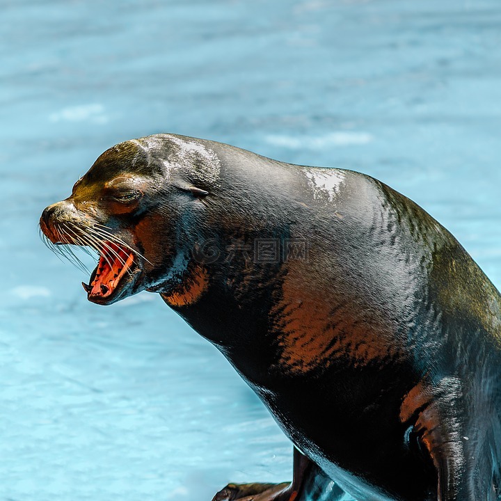 海狮,特内里费,动物
