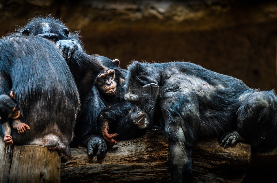 黑猩猩,猿,动物