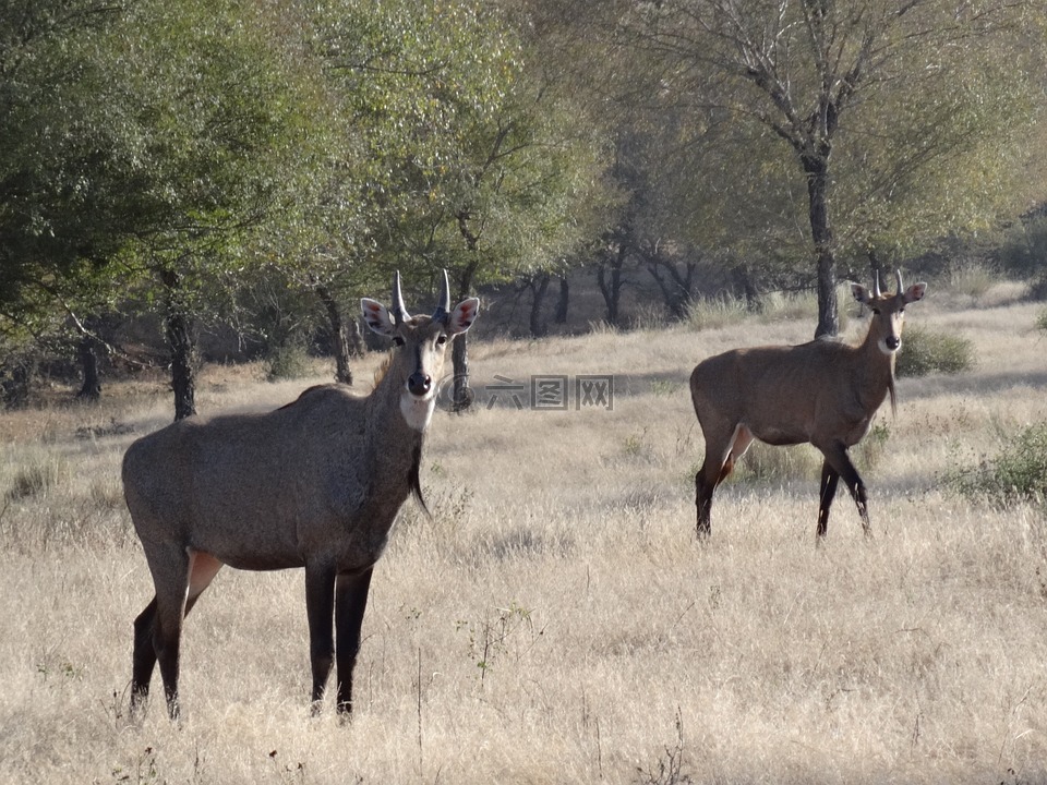 伟大的印度羚羊,羚羊,nilgai