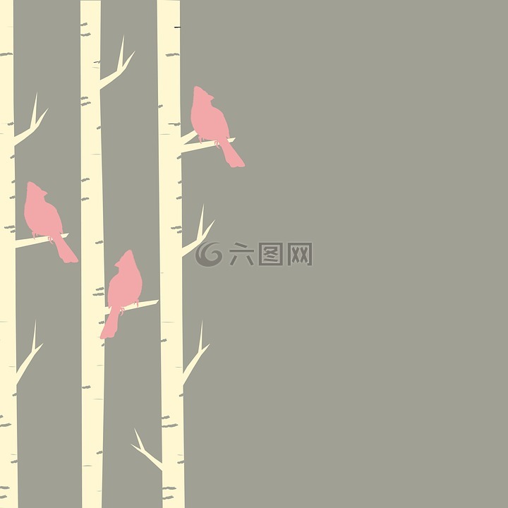 鸟,树,桦木