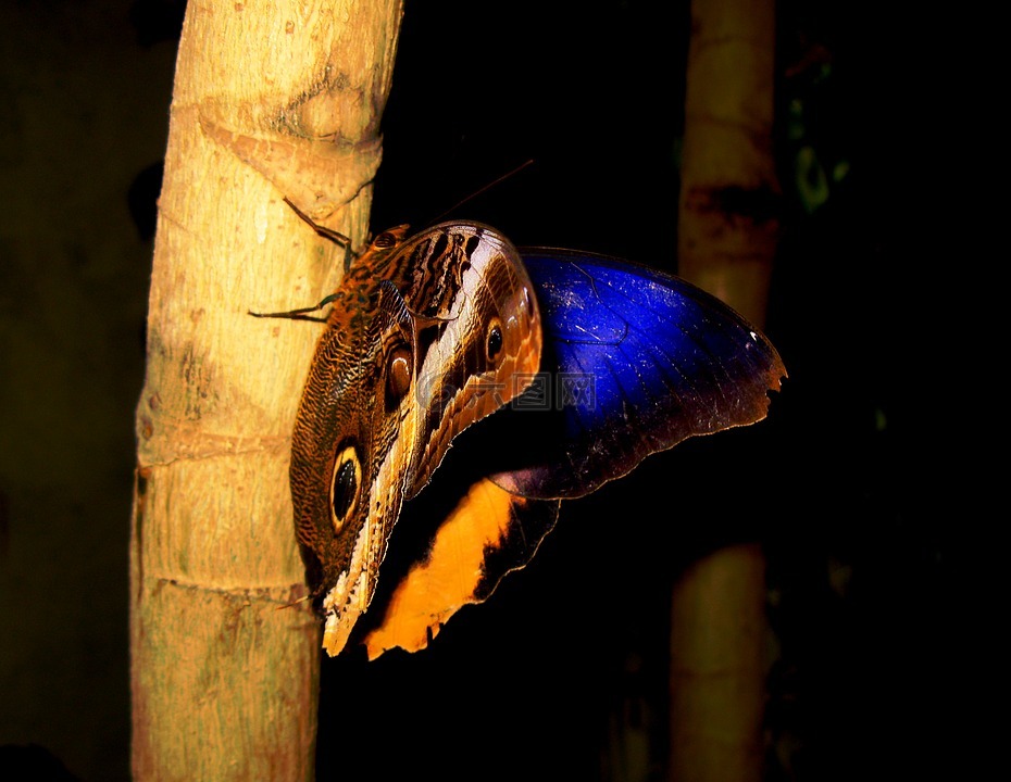 蝴蝶,迈瑙岛