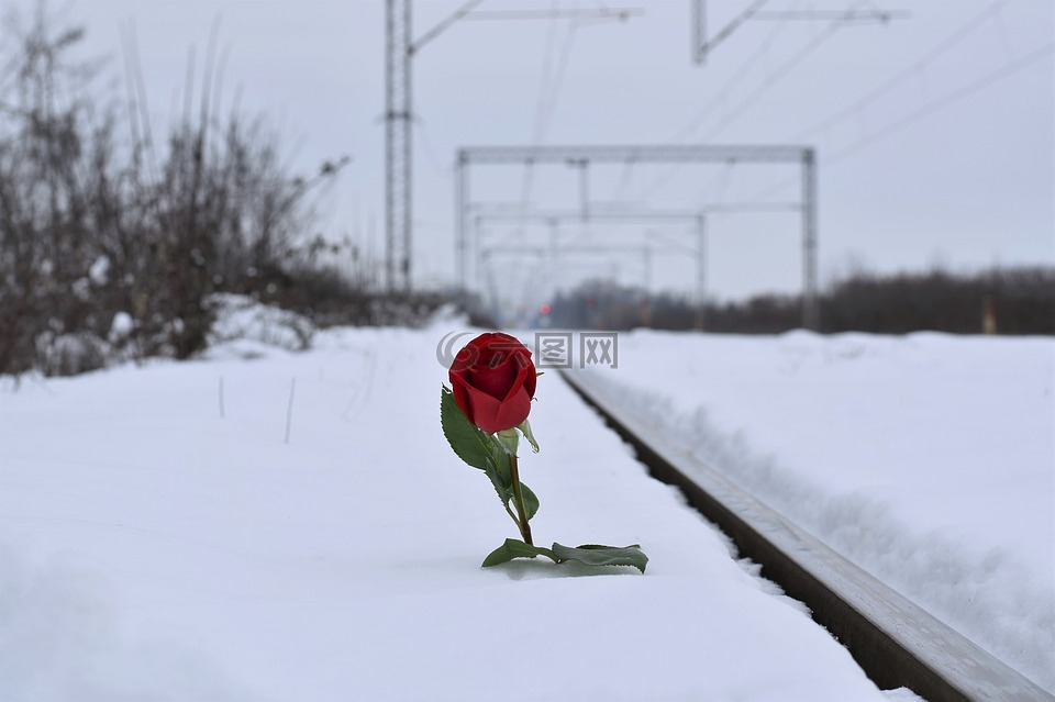 在雪中红色的玫瑰,爱情符号,铁路