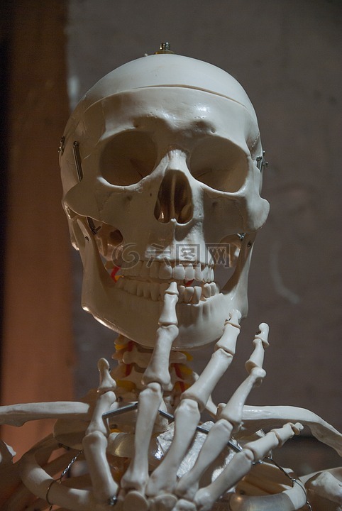 骨架,骨,人类的身体