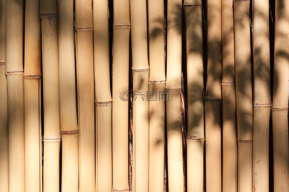 竹,巨竹,竹墙
