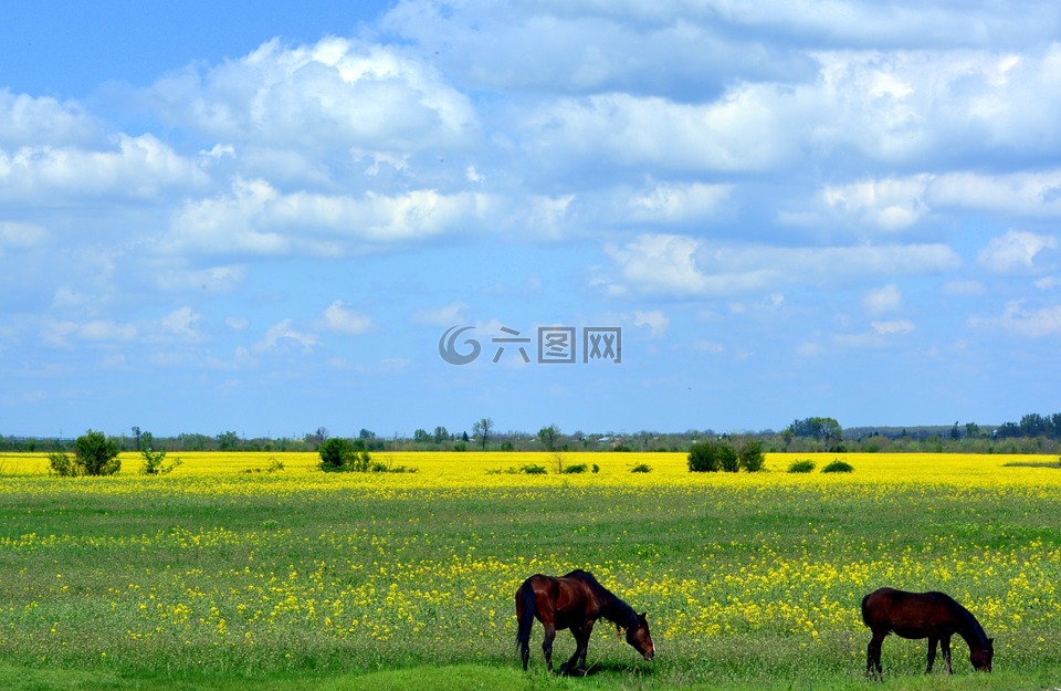 马,宠物,平原